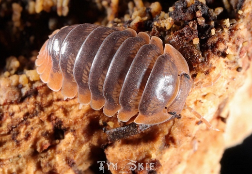 Cubaris sp "Miyako"