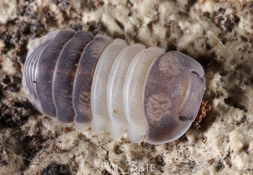 Cubaris sp "Panda King"