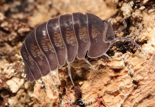 Cubaris sp "Ishigaki"