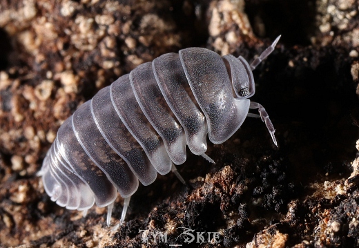 Cubaris sp "White Skirt"