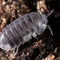 Cubaris sp "White Skirt"
