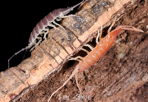 hofmanseggi&magnificus
