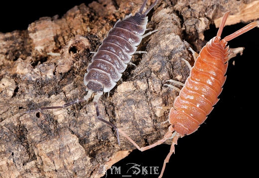 hofmanseggi&magnificus