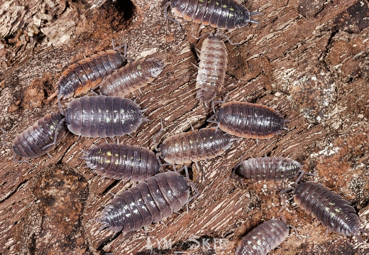 Porcellio duboscqui troglophila