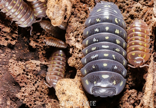 Armadillidium frontetriangulum
