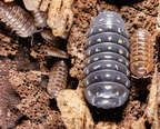 Armadillidium frontetriangulum