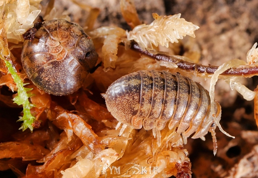 Helleria brevicornis