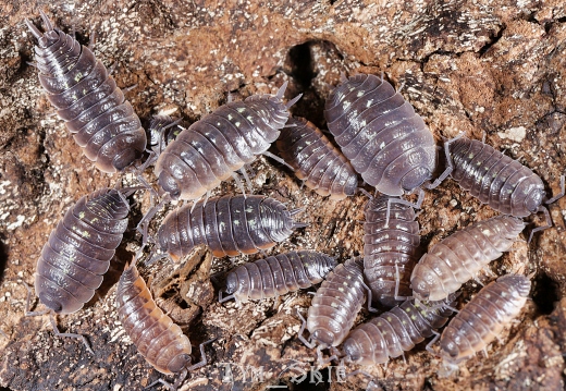Porcellio duboscqui troglophila