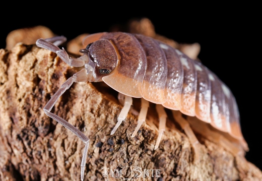 Porcellio duboscqui troglophila