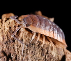 Porcellio duboscqui troglophila