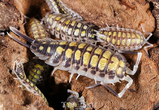 Porcellio haasi "Light"