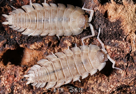 Porcellio haasi "Patternless"