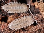 Porcellio haasi "Patternless"