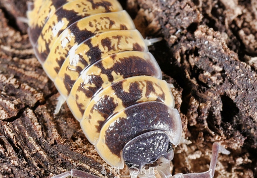 Porcellio ornatus "High Yellow"