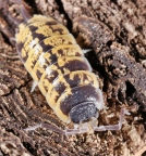 Porcellio ornatus "High Yellow"