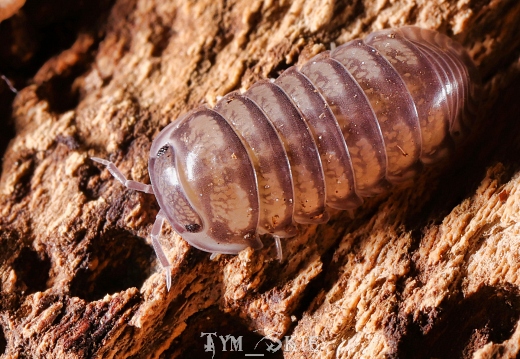 Cubaris sp "Platin"