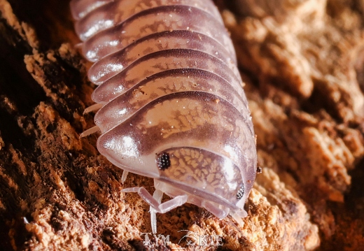 Cubaris sp "Platin"