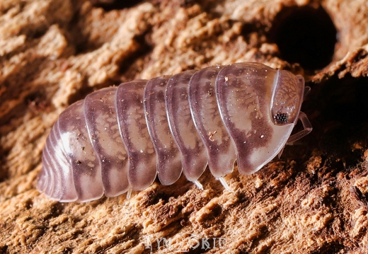 Cubaris sp "Platin"