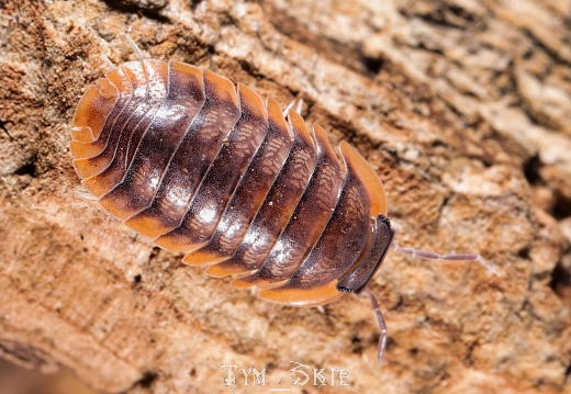 Cubaris sp "Red skirt"