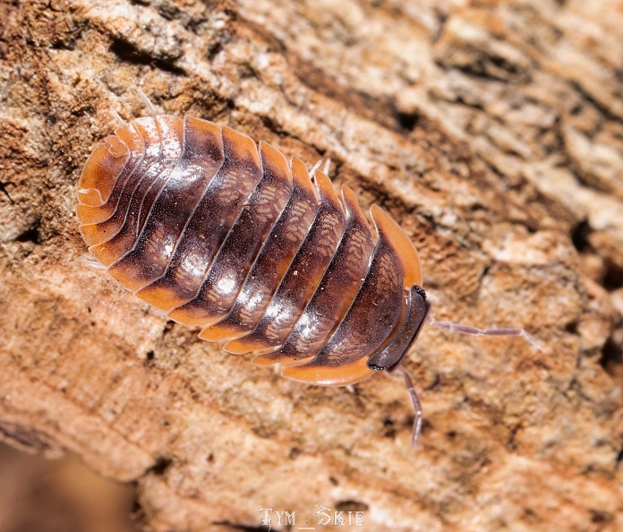 c_sp_redskirt_3.jpg