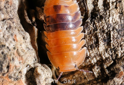 Cubaris sp "Amber"