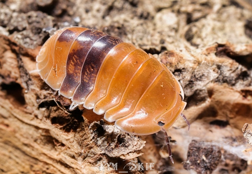 Cubaris sp "Amber"