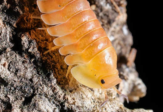 Cubaris sp "Blonde Ducky"