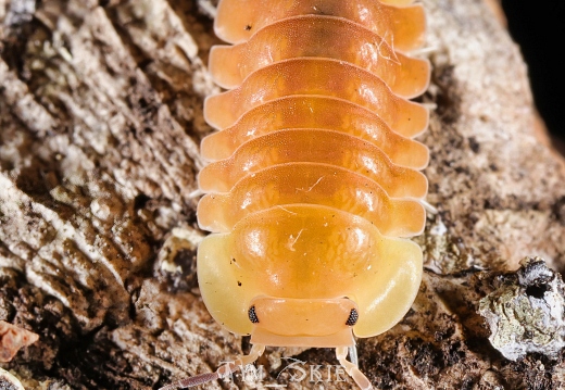 Cubaris sp "Blonde Ducky"