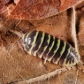 Armadillidium maculatum "yellow"