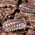 Armadillidium kluugi "pudding"