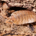 Porcellio nicklesi