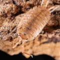 Porcellio nicklesi