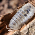 Cubaris sp "Shiro Utsuri"