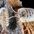 Cubaris sp "Shiro Utsuri"