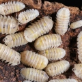 Armadillidium granulatum "Magic Potion"