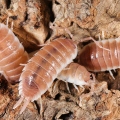 Porcellio sp Sevilla Caramel