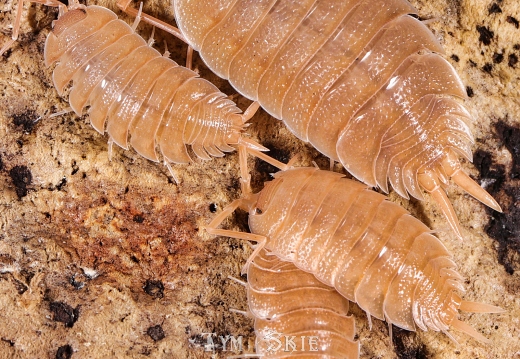 Isopods