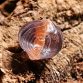 Cubaris sp "Miyako"