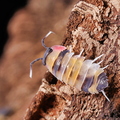 Merulanella sp "Tricolour"