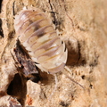 Armadillidium sp Espanyoli