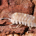 Armadillidium sp Espanyoli