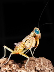 Tarachodula pantherina