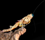 Tarachodula pantherina