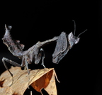 Acanthops erosula