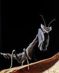 Acanthops erosula