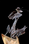 Acanthops erosula