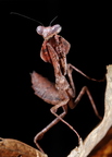 Deroplatys truncata