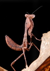 Deroplatys truncata