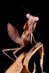Deroplatys truncata