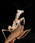 Deroplatys trigonodera